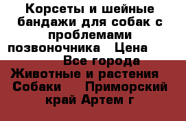 Корсеты и шейные бандажи для собак с проблемами позвоночника › Цена ­ 2 500 - Все города Животные и растения » Собаки   . Приморский край,Артем г.